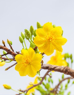 foaar_2
