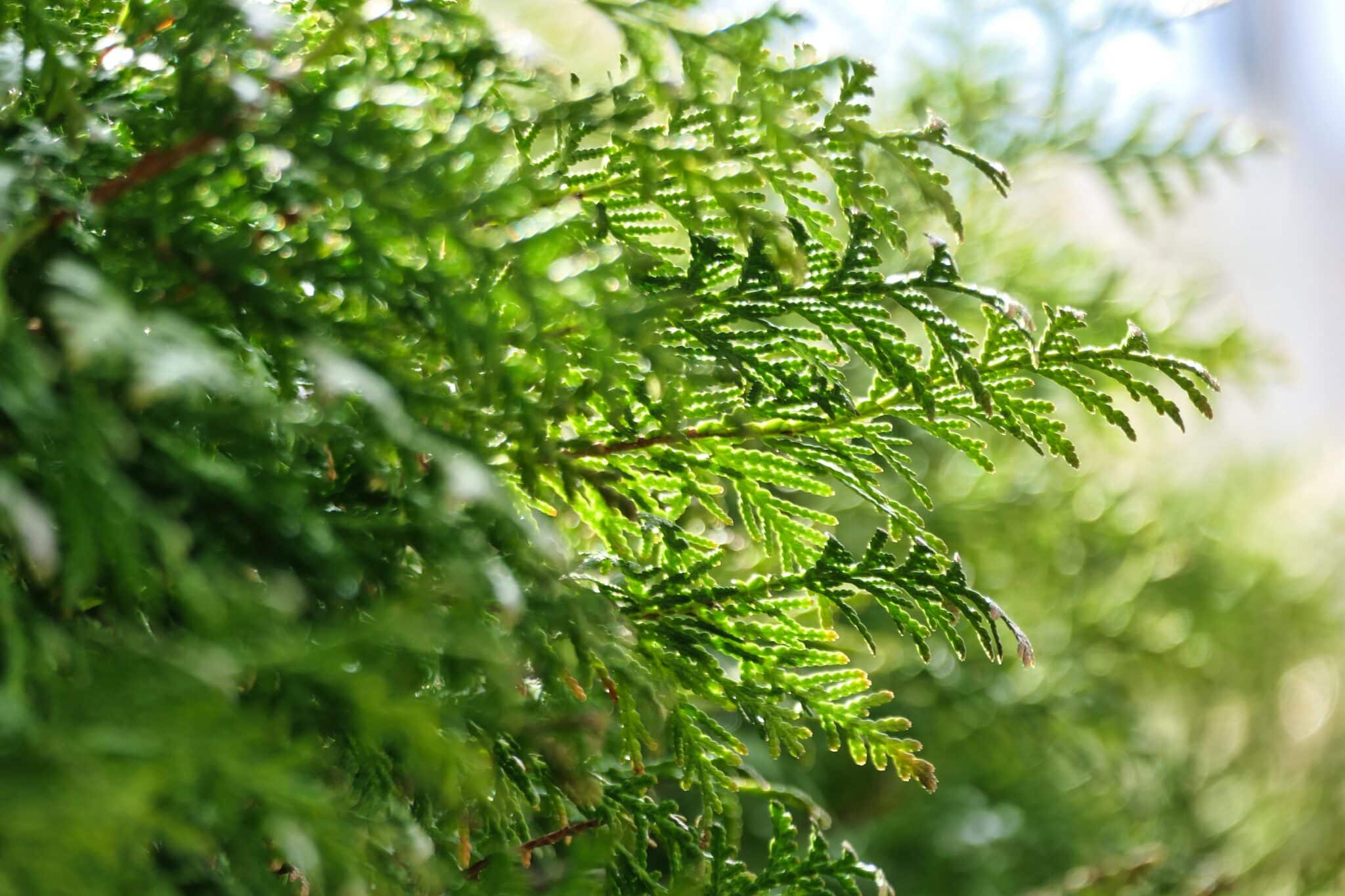 Tilbud på store og smukke Thuja!